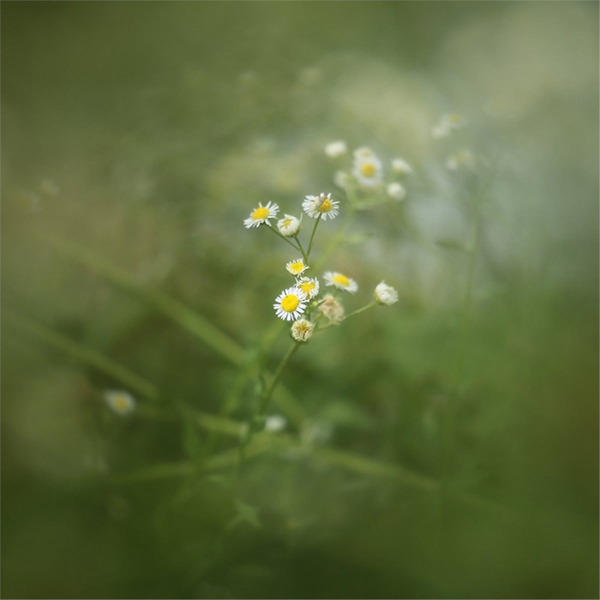 ฟิลเตอร์เบลอขอบแบบเปิดตรงกลาง  - Photography Close Up บทวิจารณ์และราคา